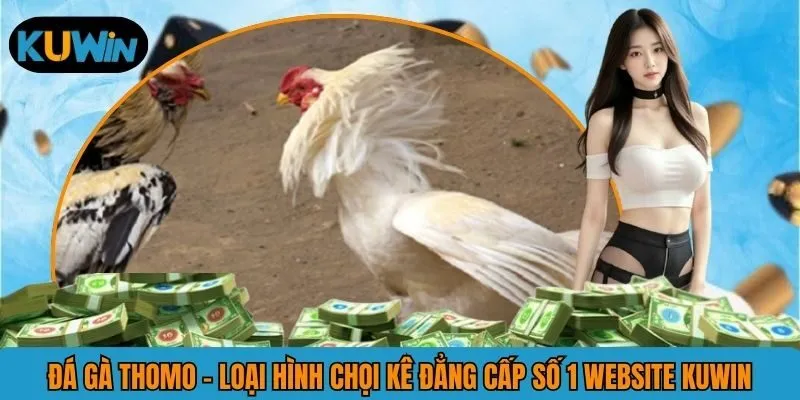 Đá Gà Thomo - Trải Nghiệm Chọi Kê Trực Tuyến Số 1 KUWIN