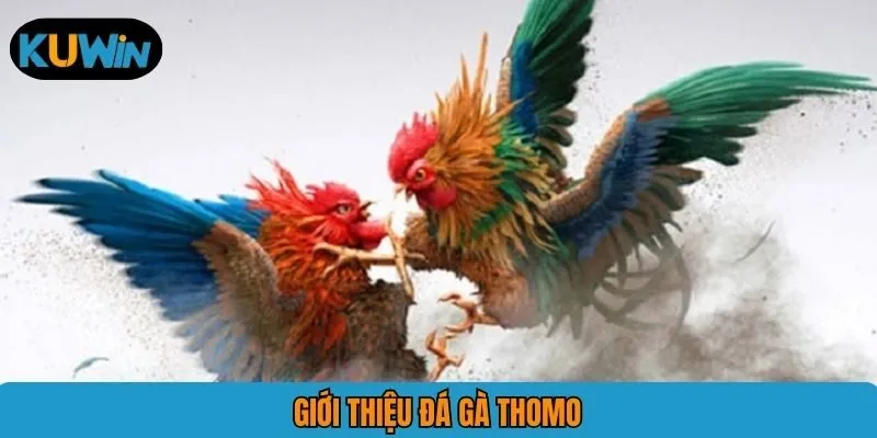 Giới thiệu đá gà Thomo