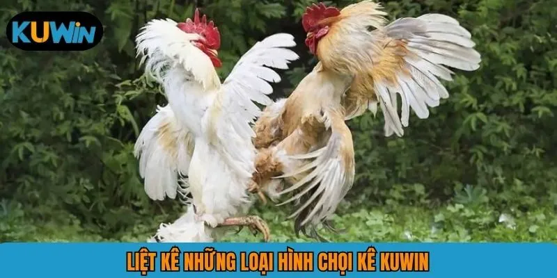 Liệt kê những loại hình chọi kê KUWIN