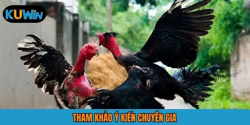 Tham khảo ý kiến chuyên gia