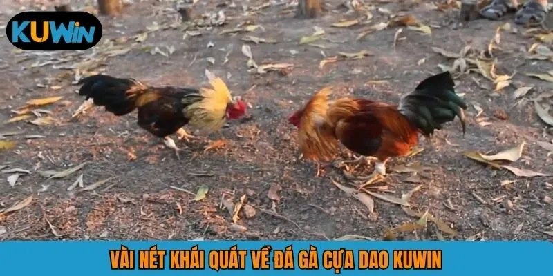 Vài nét khái quát về đá gà cựa dao KUWIN