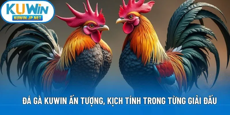 Đá gà Kuwin ấn tượng, kịch tính trong từng giải đấu